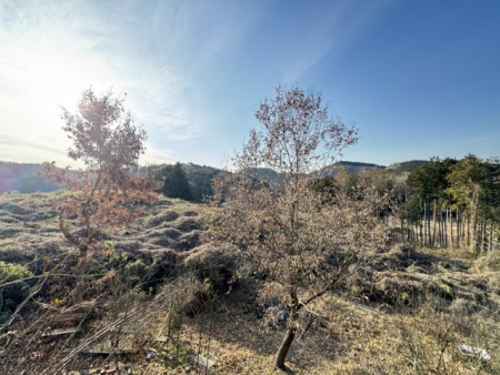 ���̑� �W�]